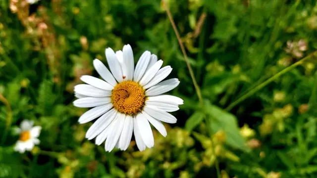 Heute sind wir mal ne Stunde raus. Unterhalb von unserem Haus zur wunderschönen Blumenwiese und zurück am Kocher entlang🌸🌞😎🌸 | Foto: Ralf Röser