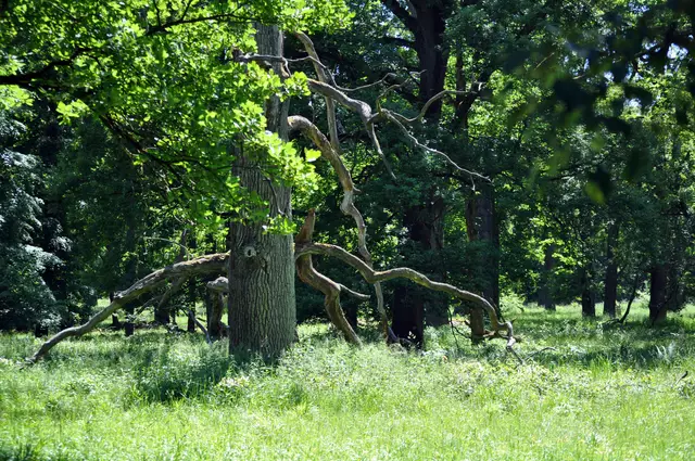 Blick ins Naturschutzgebiet. Die Wege darf man nicht verlassen. Was auch gut so ist. Da haben die Tiere dann viel Rückzugsmöglichkeiten. | Foto: Daniela Somers