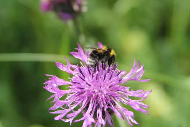 Heute sind wir mal ne Stunde raus. Unterhalb von unserem Haus zur wunderschönen Blumenwiese und zurück am Kocher entlang🌸🌞😎🌸 | Foto: Ralf Röser