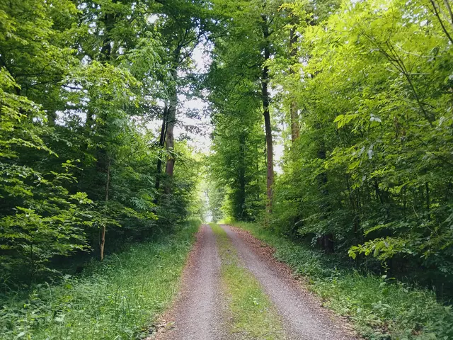 Weiter geht's durch den frischgrünen Wald.   | Foto: sigischlottke