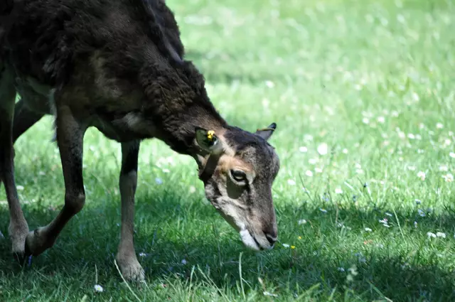 Angst vor Menschen hatte es nicht. | Foto: Daniela Somers