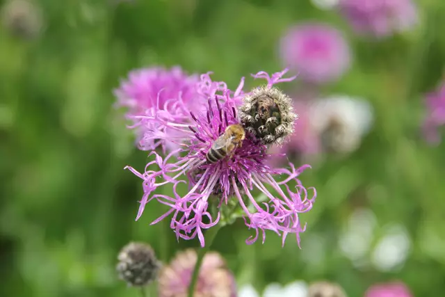 Heute sind wir mal ne Stunde raus. Unterhalb von unserem Haus zur wunderschönen Blumenwiese und zurück am Kocher entlang🌸🌞😎🌸 | Foto: Ralf Röser