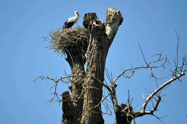 Am See wohnt auch diese Storchenfamilie. Wenn man genau hinschaut sieht man einen jungen Storch im Nest. | Foto: Daniela Somers