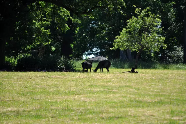 Platz zum Rückzug haben die Tiere genug. | Foto: Daniela Somers