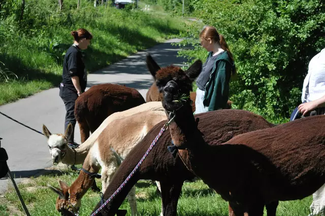 Eine Alpakawandergruppe kreuzte meinen Rückweg | Foto: Daniela Somers