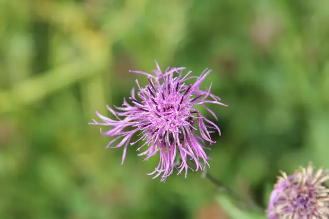 Heute sind wir mal ne Stunde raus. Unterhalb von unserem Haus zur wunderschönen Blumenwiese und zurück am Kocher entlang🌸🌞😎🌸 | Foto: Ralf Röser