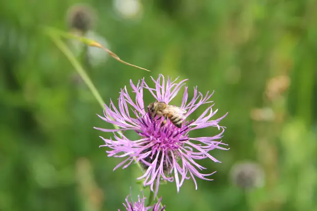 Heute sind wir mal ne Stunde raus. Unterhalb von unserem Haus zur wunderschönen Blumenwiese und zurück am Kocher entlang🌸🌞😎🌸 | Foto: Ralf Röser