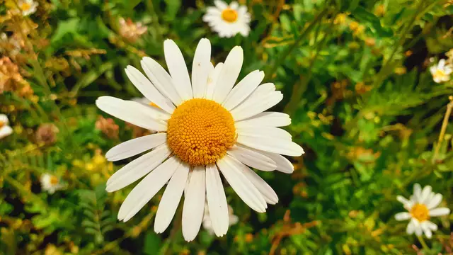 Heute sind wir mal ne Stunde raus. Unterhalb von unserem Haus zur wunderschönen Blumenwiese und zurück am Kocher entlang🌸🌞😎🌸 | Foto: Ralf Röser