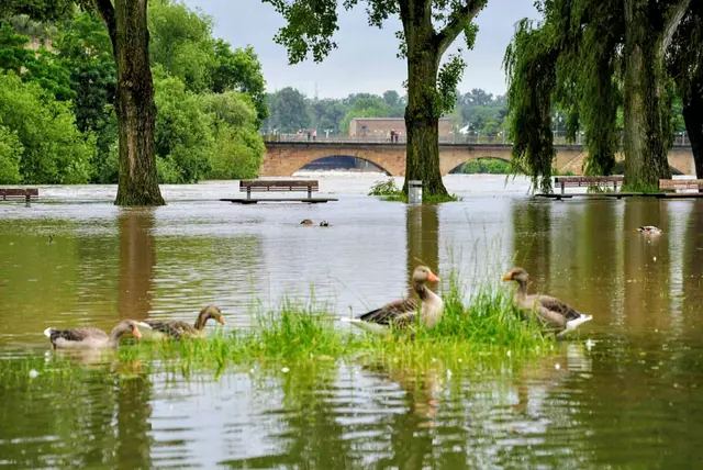 Enten auf dem Kiesplatz in Lauffen am Neckar, der am 01. Juni 2024 vom Hochwasser überschwemmt war. | Foto: Ulrich Seidel