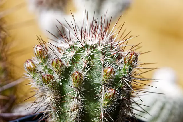 Elf Knospen hat der kleine Kerl und blüht schon zum zweiten Mal dieses Jahr 👍 | Foto: WKY