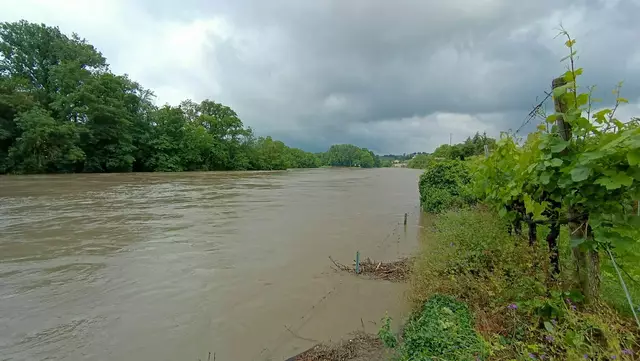 "Da stehen die Weinberge am Rand schon im Wasser", schildert Tanja Blind nach ihrem Spaziergang bei Lauffen am Neckar das Erlebte. | Foto: Tanja Blind
