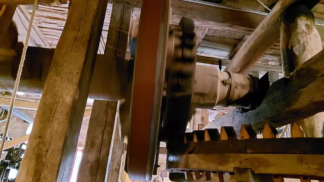 Wellbaum  | Foto: Elfriede Baier 