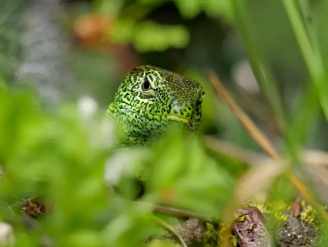 Gut getarnt und an seine Umgebung angepasst, beobachtet diese Zauneidechse das Geschehen. | Foto: Tanja Blind