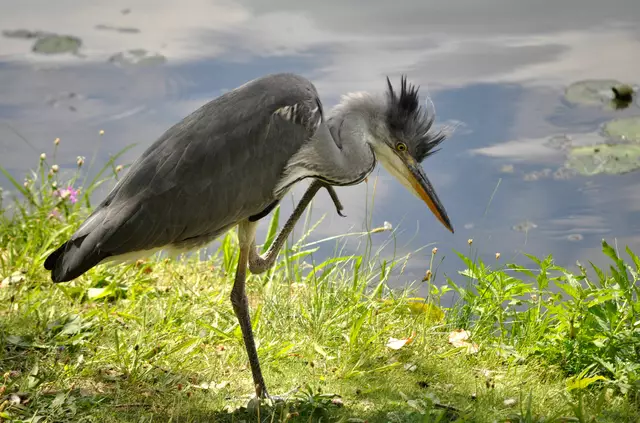 Am Neckar gibt es immer was zu entdecken. Und dieser Graureiher fühlt sich am Neckarufer sehr wohl. | Foto: Daniela Somers