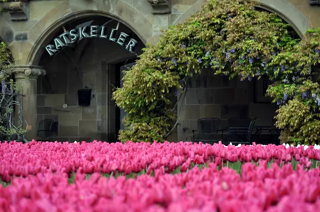 Tulpenmeer vor dem Rathaus. Entstanden beim Bugajubiläum 2024 | Foto: Daniela Somers
