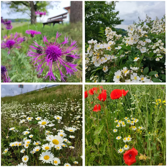 Und was da am Wegesrand an Blumen blüht, hat die Wanderfotografin eingefangen | Foto: Aurelia Kling