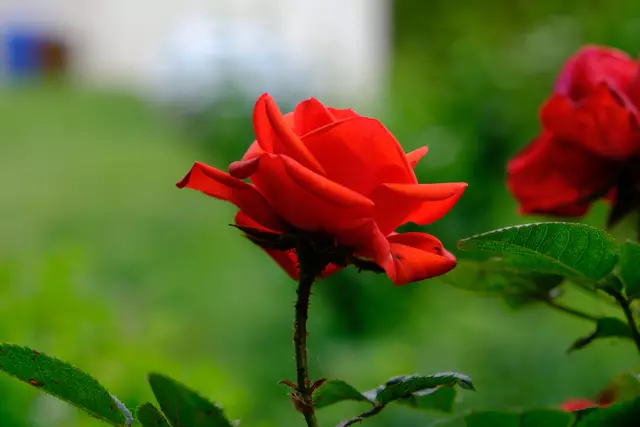 Foto: Eduard Warenik