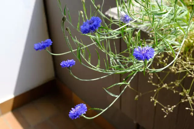 Foto: Eduard Warenik