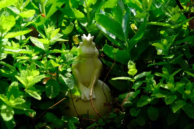 Foto: Eduard Warenik