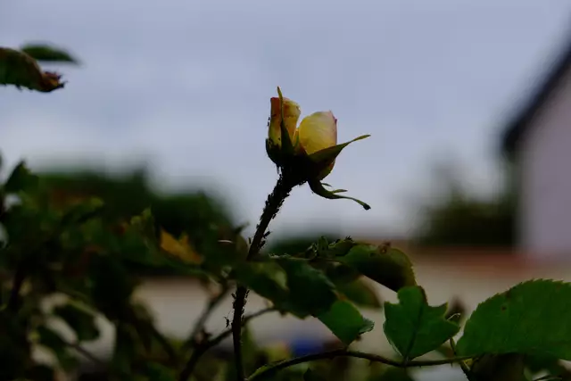 Foto: Eduard Warenik