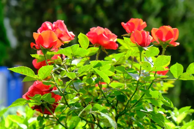 Foto: Eduard Warenik