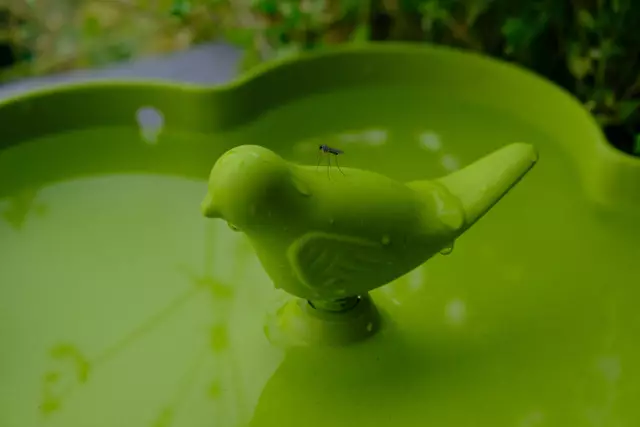 Foto: Eduard Warenik