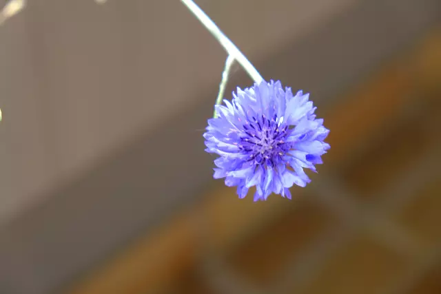 Foto: Eduard Warenik