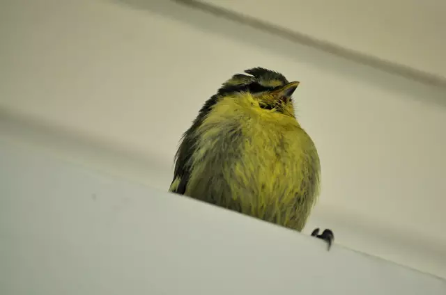 Ein bisschen benommen sitzt sie noch auf einem Balken ca. einen Meter über mir. | Foto: Daniela Somers
