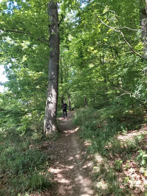 Auf den romantischen Waldpfaden (hier bei Sonne) bildete sich bei den heftigen Regengüssen schnell kleine Bäche und breite Pfützen. | Foto: Foto privat