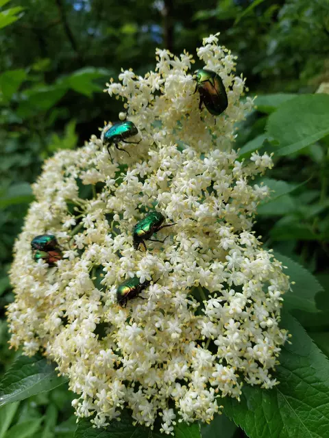 Eine illustre Gesellschaft goldfarbiger Rosenkäfer tummelte sich auf der duftenden Holunderblüte. | Foto: Foto privat