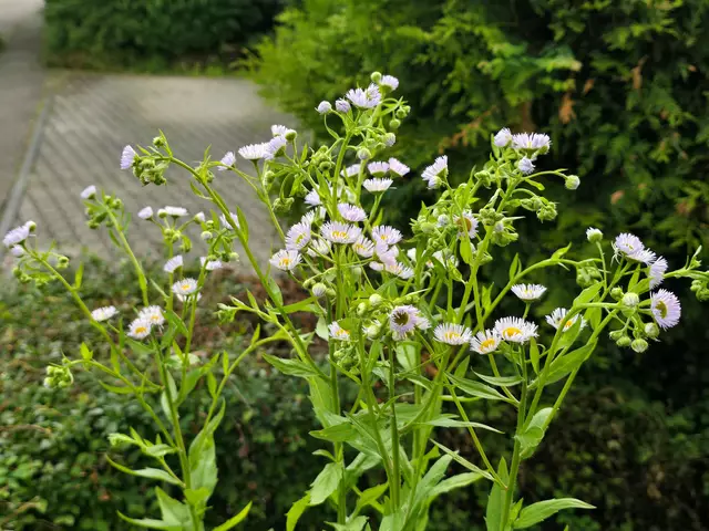 Foto: Heidrun Rosenberger