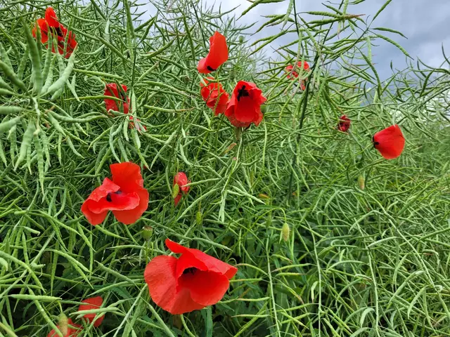 Foto: Hans Peter Schmitt