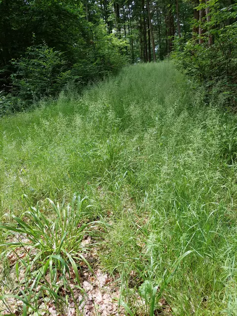 Im vielfältigen Laubwald am schönen Rennweg erstreckten sich wogende Grasfluren. | Foto: Foto privat