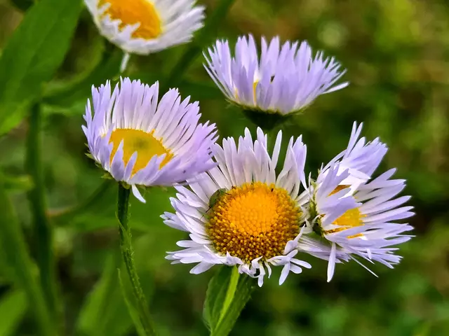 Foto: Heidrun Rosenberger