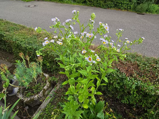 Foto: Heidrun Rosenberger