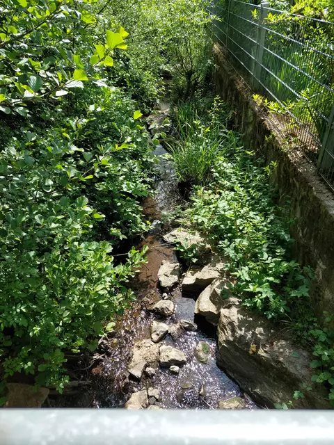 Der Steinbach entspringt nahe des Saukopfes und begleitet den Wanderweg nahezu auf der ganzen Strecke. | Foto: Foto privat