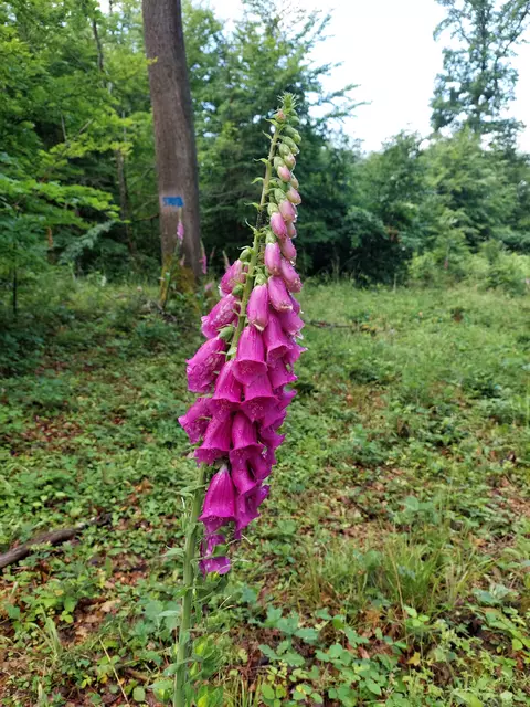 Ein Prachtexemplar des großen Fingerhutbestandes auf der offenen Fläche im wunderschönen Mischwald. | Foto: Foto privat