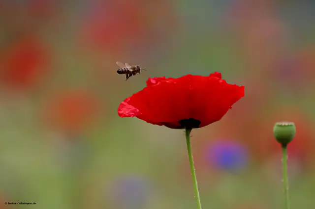 Foto: Bienenzuchtverein Hohenlohe-Öhringen