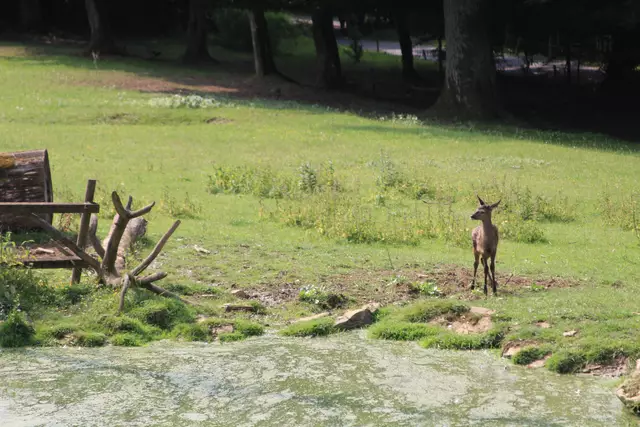 Wildpark Bad Mergentheim | Foto: Ralf Röser