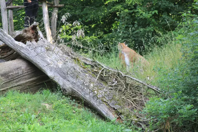 Wildpark Bad Mergentheim | Foto: Ralf Röser