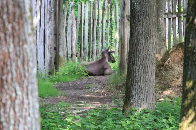 Wildpark Bad Mergentheim | Foto: Ralf Röser