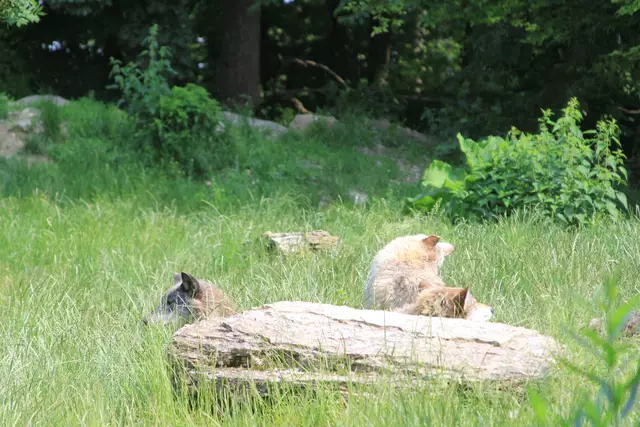 Wildpark Bad Mergentheim | Foto: Ralf Röser