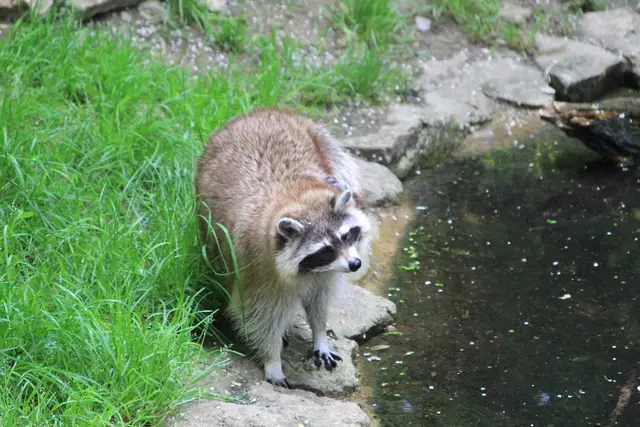 Wildpark Bad Mergentheim | Foto: Ralf Röser
