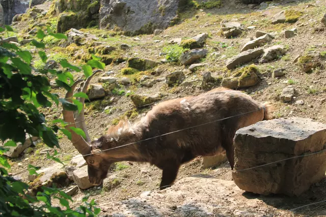 Wildpark Bad Mergentheim | Foto: Ralf Röser