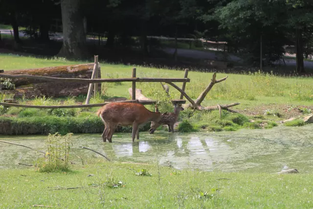 Wildpark Bad Mergentheim | Foto: Ralf Röser