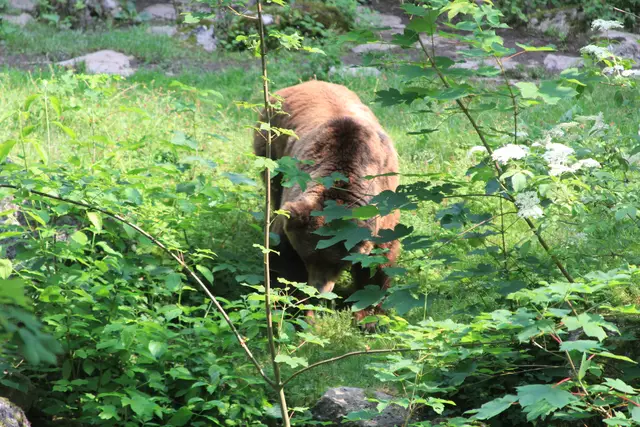 Wildpark Bad Mergentheim | Foto: Ralf Röser