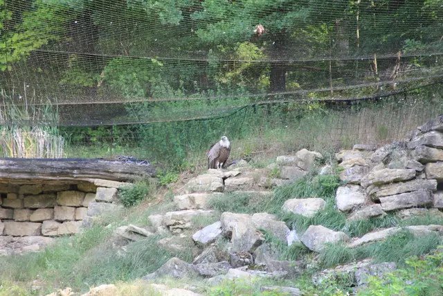 Wildpark Bad Mergentheim | Foto: Ralf Röser
