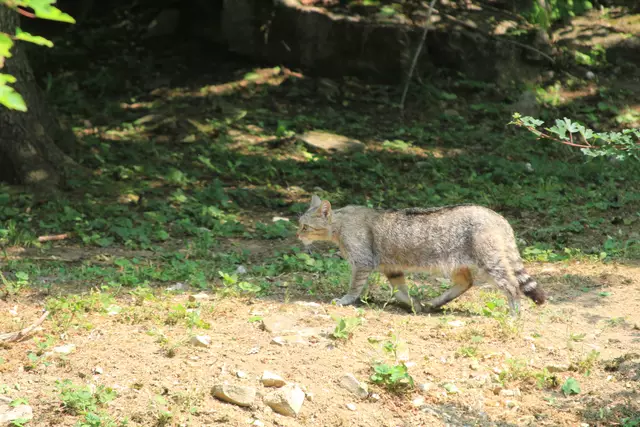 Wildpark Bad Mergentheim | Foto: Ralf Röser