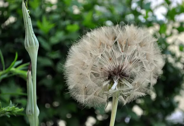 Die Haferwurz ist ein echter Hingucker wenn sie verblüht ist. Der Samenstand, also dieser Flauschball, hat einen Durchmesser von ca. 10 cm. | Foto: Daniela Somers