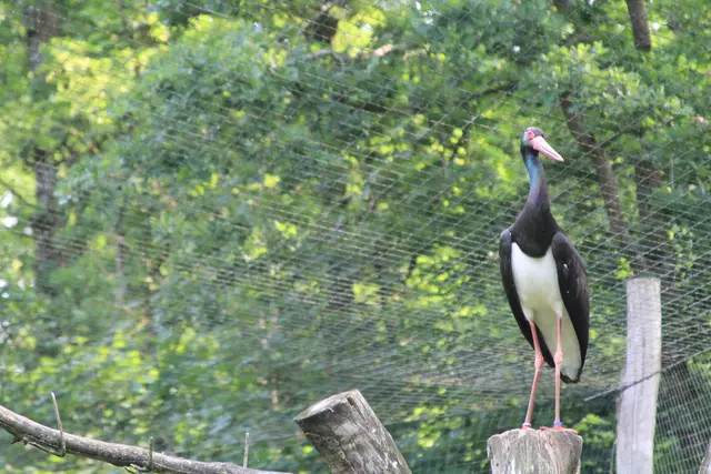 Wildpark Bad Mergentheim | Foto: Ralf Röser